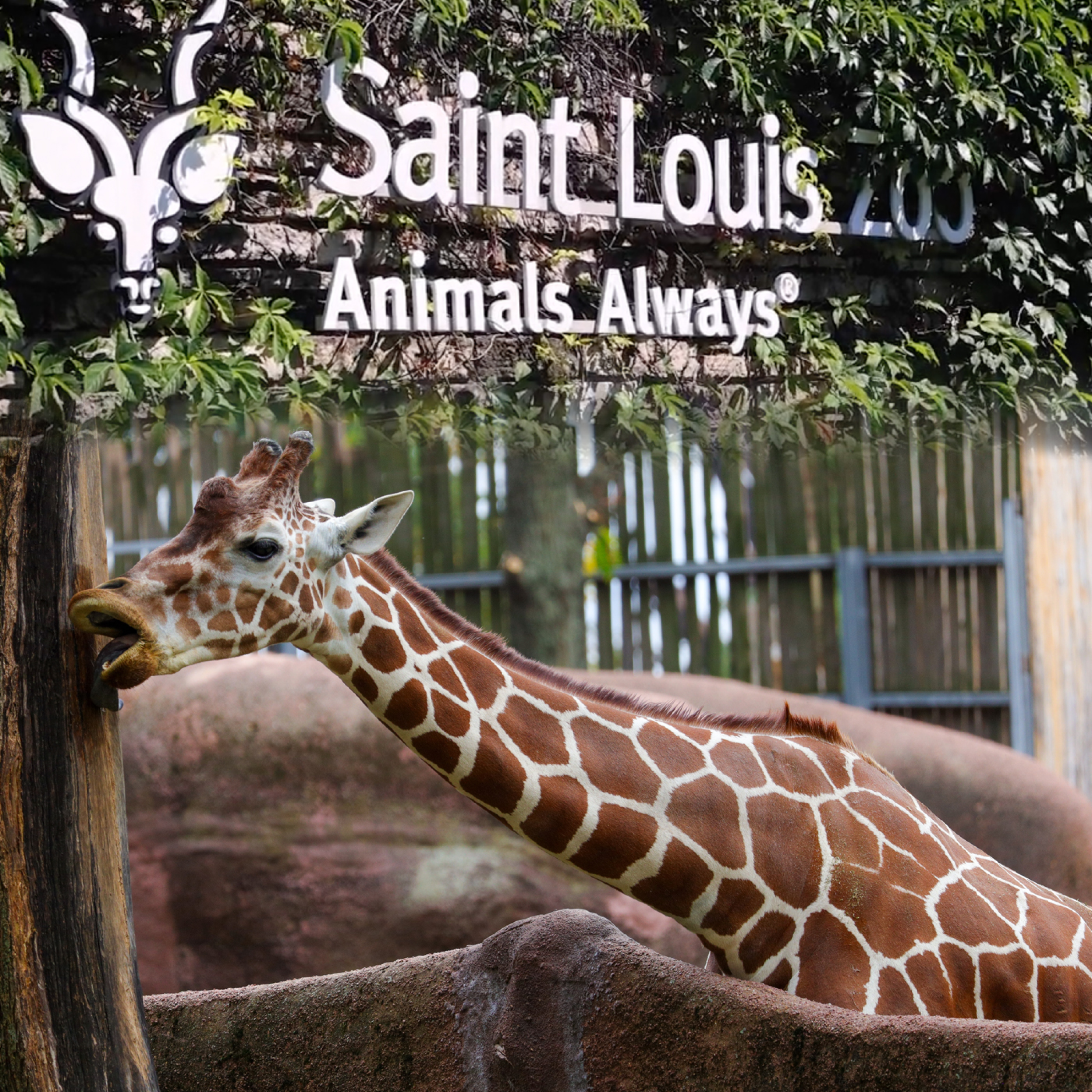 Episode 5: St. Louis Zoo